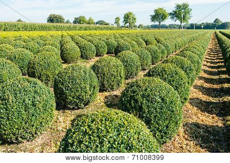 Bulbous Boxwood Bushes