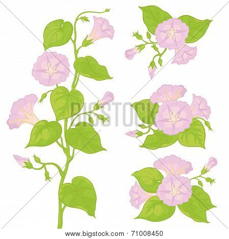 Flowers ipomoea with leaves