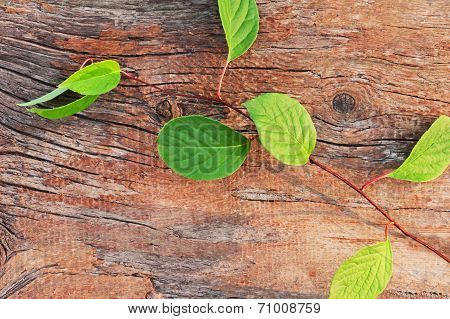 Sprig Of Far Eastern Schisandra Chinensis On Old Wooden Background.