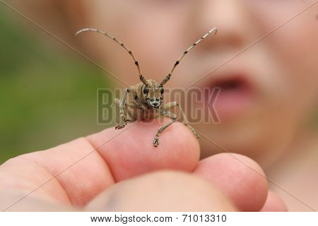 Hand holding a beetle with a child face on background