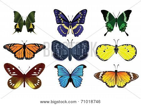 24Butterfly