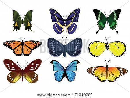 24Butterfly