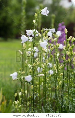 Campanula or canterbury bells flowers in garden