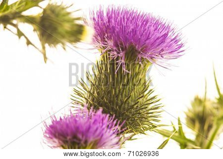 Milk thistle flower isolated on white