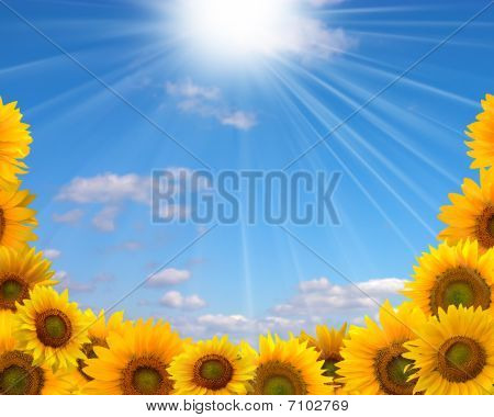 girasoli