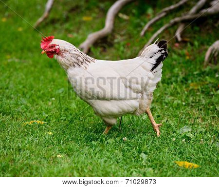 Chicken Strutting On A Farm