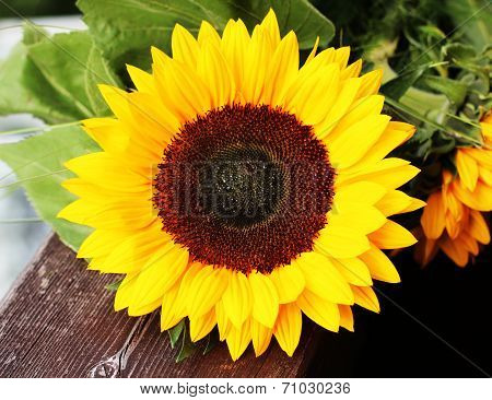 sunflower
