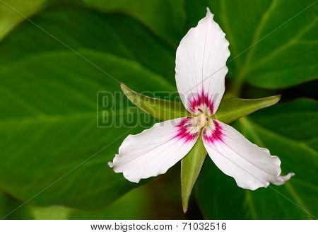 Painted Trillium