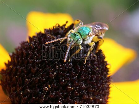 Metallic Green Bee from Front