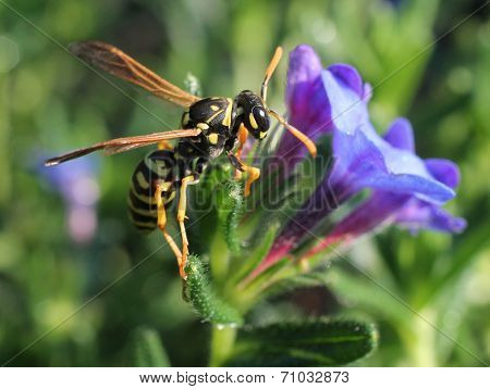 European Paper Wasp on Lithadora