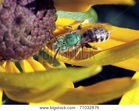 Metallic Green Bee from Above