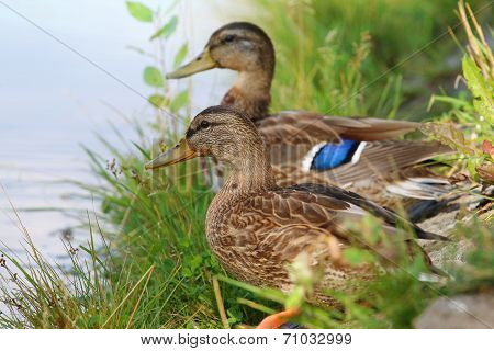 Beautiful Duck On The Green Grass