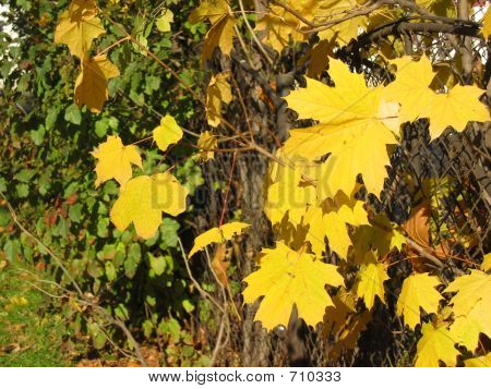 Foglie di autunno