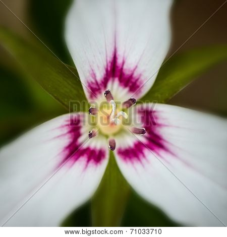 Single Painted Trillium - Macro