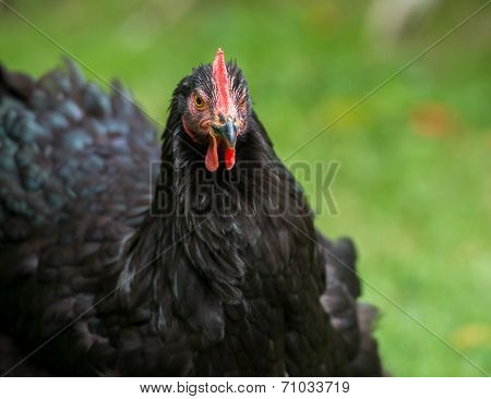 Black Chicken On A Farm