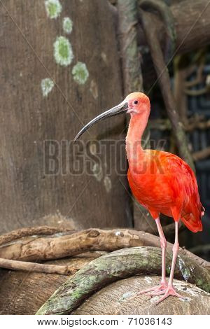 Scarlet Ibis