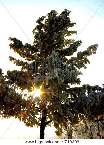 Sole d'inverno