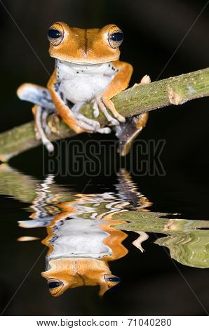 frog