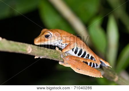 Frog