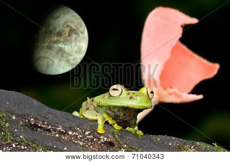 Tree frog
