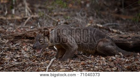 Endemic fossa (Cryptoprocta Ferox) in the dry forest of Madagascar