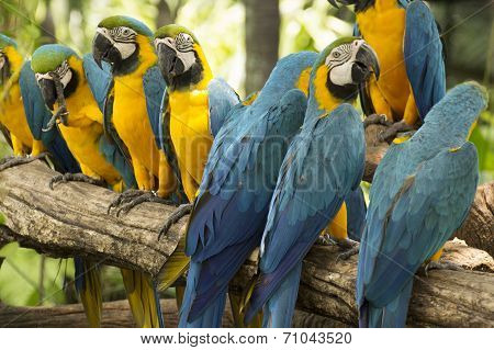 Macaws On The Tree