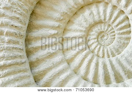 Ammonite Prehistoric Fossil
