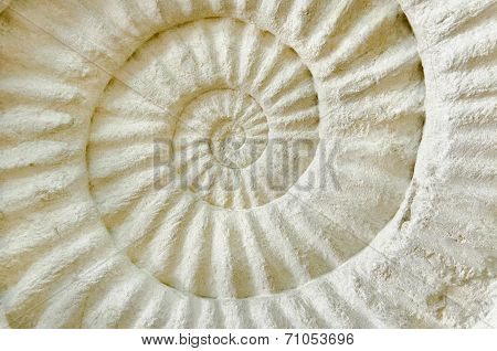Ammonite Prehistoric Fossil.