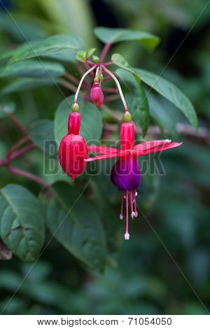 Pink and purple fuschia