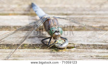 Blue Dragonfly Protecting Eggs