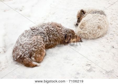 streunende Hunde schlafen im Schnee