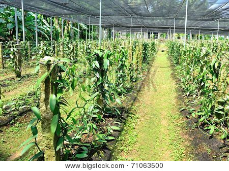 vanilla planifolia andrews