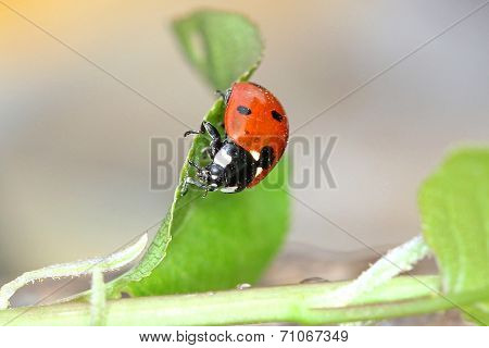 Ladybird