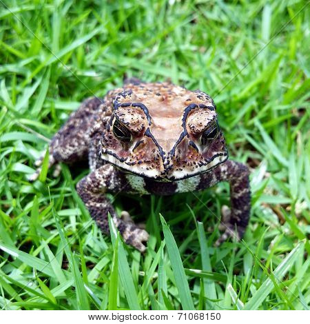 Toad close up