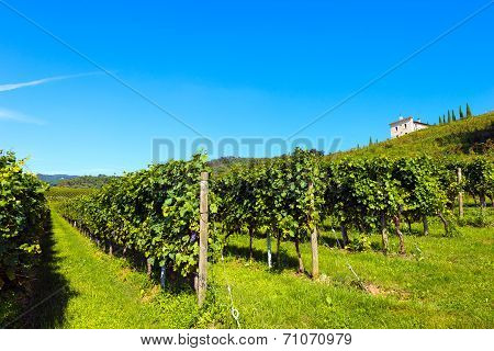 Italian Vineyards - Valpolicella Wine