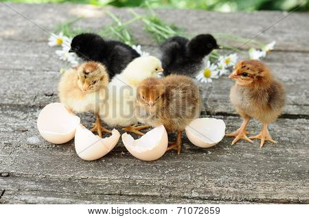 Small Chicks And Egg Shells