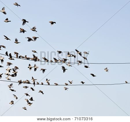Birds On Wire
