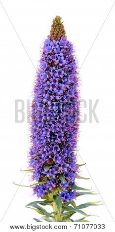 Echium Fastuosum Flower