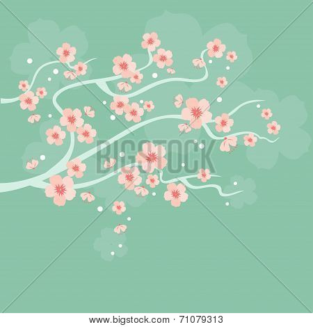 Cherry Blossoms
