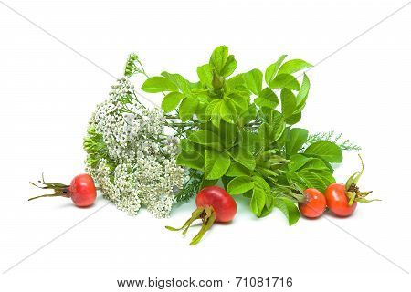 Yarrow And Berries Of Wild Rose On A White Background