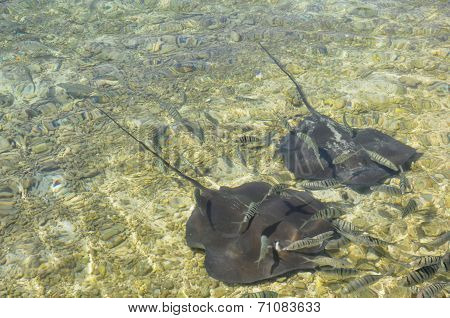 Sting ray
