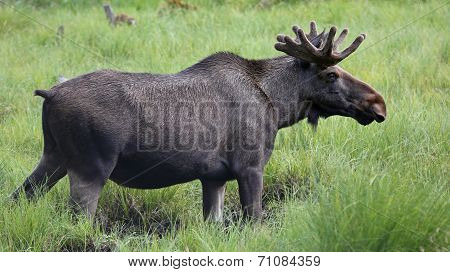Moose bull (Alces alces) in wilderness