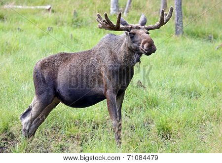 Portrait of a Moose bull
