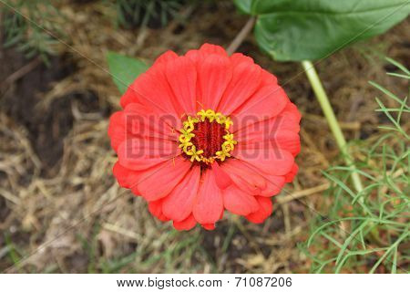 A beautiful red flower in a dacha garden