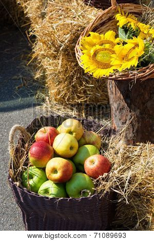 Heads of grain apples and sunflowers. Harvest on the haystack.
