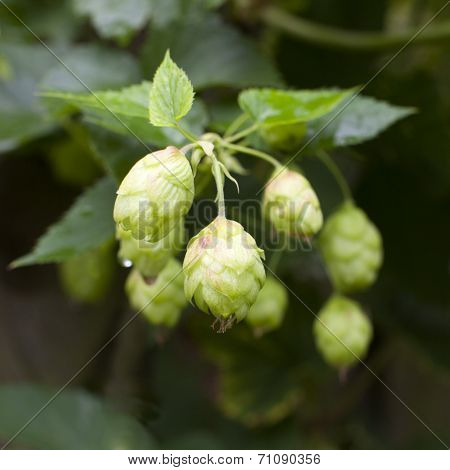 Common Hop