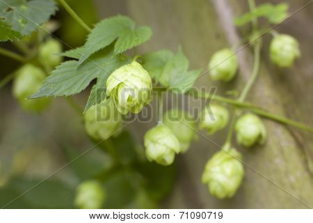 Common Hop