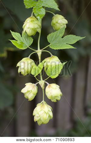 Common Hop