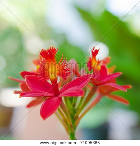 Red Ground Orchid Flower