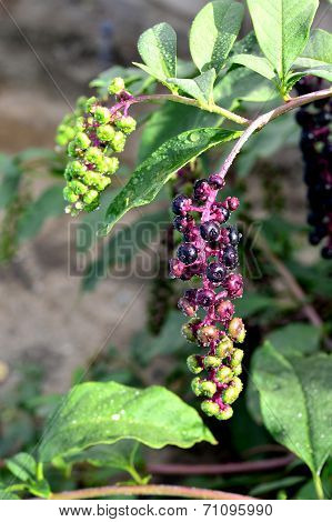 Phytolacca Americana , Pokeweed .